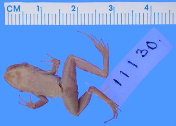 Media type: image; Herpetology A-11130